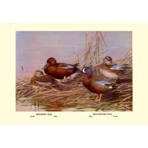    Cinnamon and Blue Winged Teals 16X24 Canvas Giclee