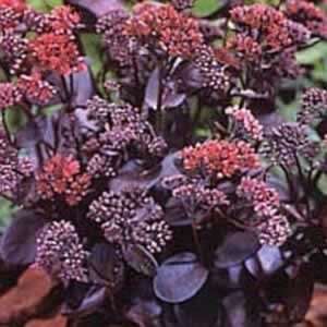  Sedum   Lynda Windsor   #1 Container Patio, Lawn & Garden