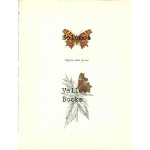  8 X 10 Polygonia C Album Colour Print (Butterfly 