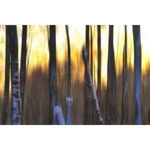  Marvin Pelkey 36W by 24H  The Forest at Dawn CANVAS 
