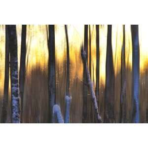 Marvin Pelkey 36W by 24H  The Forest at Dawn CANVAS Edge #4 1 1/4 
