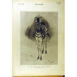 1895 Baby Zebra Zoo Aldin Foal Animal Portrait Print 