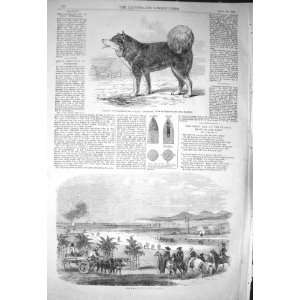    1856 DADDY ESQUIMAUX DOG SHIP ENTERPRISE KURRACHEE
