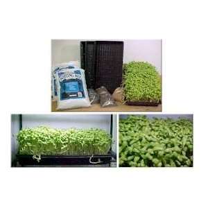  Greens Growing Kit   Grow Buckwheat & Sunflower Salad 