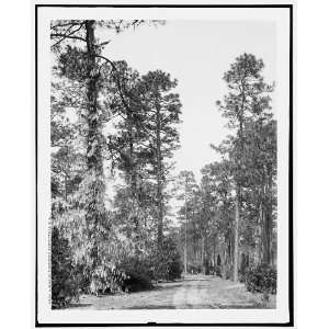  A Road at Pinehurst,Summerville,S.C.