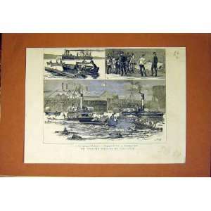  Disaster Clyde Daphne Capsize Bodies Old Print 1883