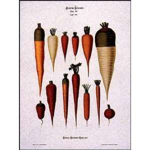  Carrots Poster Print