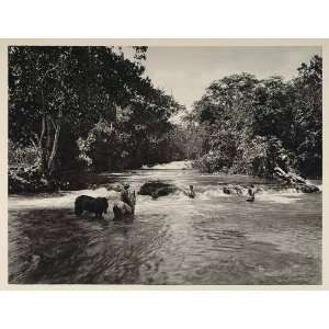   Blanco River Honduras Ceiba   Original Photogravure