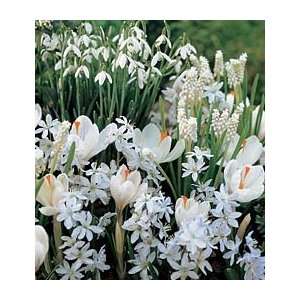  White Flower Collection of 4 Early Spring Bulbs Patio 
