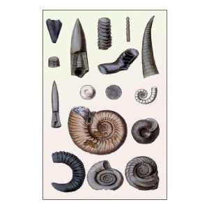 Exclusive By Buyenlarge Shells Cephalopoda 24x36 Giclee  