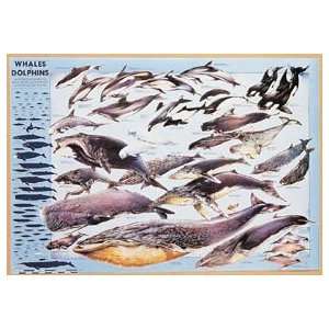 SciEd Whales and Dolphins Poster  Industrial & Scientific