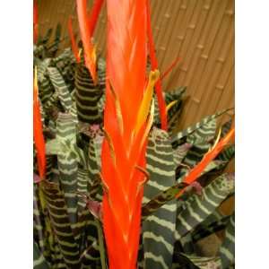  Vriesea splendens