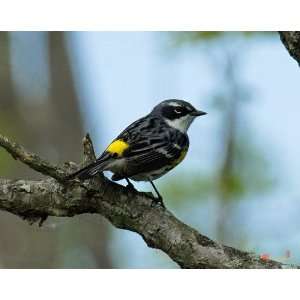  Myrtle Warbler or Yellow rumped Warbler