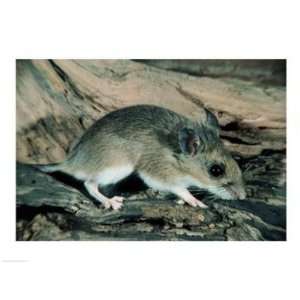  PVT/Superstock SAL3803515982 White footed Mouse  24 x 18 