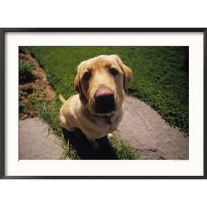  Close up of Dog Outside Collections Framed Photographic 