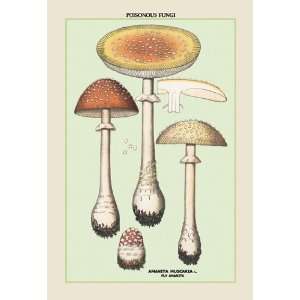  Poisonous Fungi Fly Amanita 20X30 Paper with Black Frame 