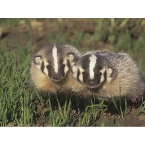  Two American Badger Babies, Taxidea Taxus, Montana, USA 