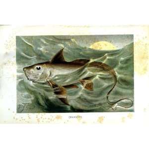  NATURAL HISTORY 1896 CHIMAERA FISH COLOUR PRINT