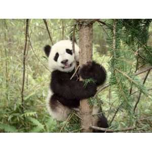  Panda Cub Playing on Tree, Wolong, Sichuan, China Art 