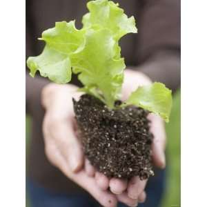  A Young Lettuce Plant in Someones Hands Photographic 