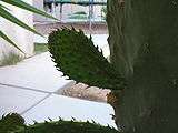 Opuntia Prickly Pear Cactus Cuttings EASY Security 1pad  