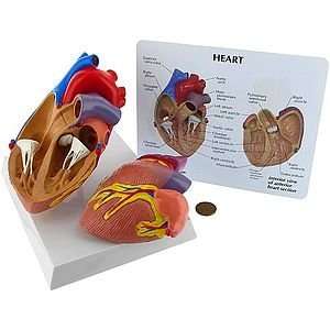 Classroom Heart Model with Key Card  Industrial 