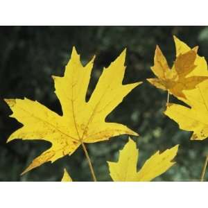  Close View of Big Leaf Maple Leaves in Autumn Color 