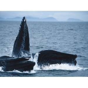  Humpback Whales, Group Feeding, AK, USA Premium 