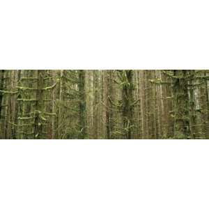  Trees in the Dense Forest, Silver Falls State Park, Oregon 