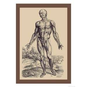   of the Muscles   Poster by Andreas Vesalius (12x18)