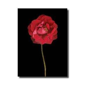  Red Rose Ii Giclee Print
