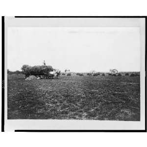   cart,hay stacks,houses,field,Kansas,KS,1917,Croplands