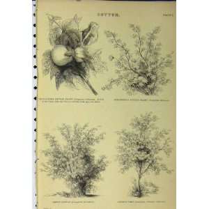  Cotton Plant C1890 Shrub Tree Herbaceous Nature Print 
