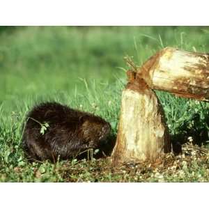  Beaver, Castor Canadensis Feeding on Tree Just Cut Down 