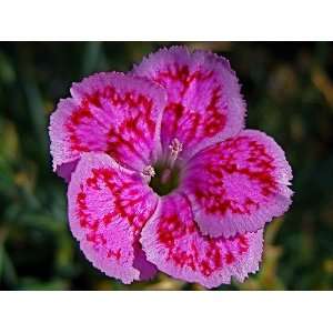  Fancy Ballerina Carnation (Dianthus) Seed Pack Patio 