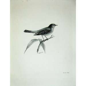  1908 The Willow Wren Phylloscopus Trochilus Bird Print 