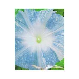  Mountain Stream Morning Glory Seed Pack Patio, Lawn 