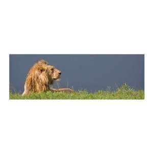 Lion and Dark Sky Andy Biggs. 48.00 inches by 18.63 inches. Best 