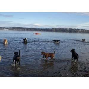  Dogs at the Beach Blank Note Cards with envelopes  set of 