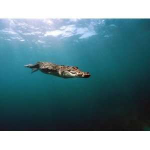 Saltwater Crocodile (Crocodylus Porosus) Swimming Underwater, Oro Bay 