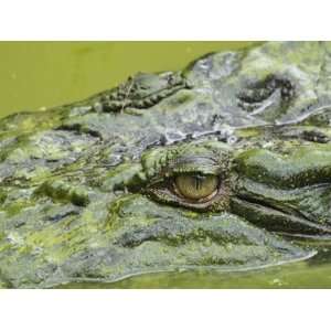 Saltwater (Estuarine) Crocodile (Crocodylus Porosus), Sarawak, Borneo 
