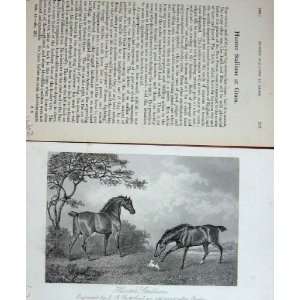  BailyS Magazine 1889 Horse Hunter Stallions Chalon