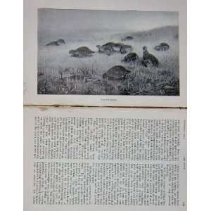    1904 Game Birds Partridges Hunting BailyS Magazine