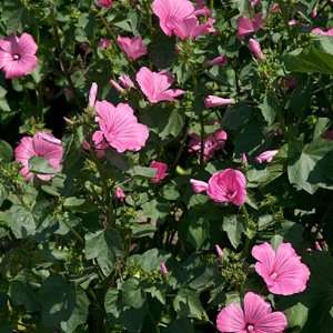  Rose Mallow Seeds Patio, Lawn & Garden