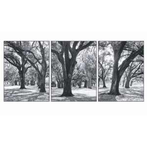  Boyce Watt   Oak Tree Study Canvas