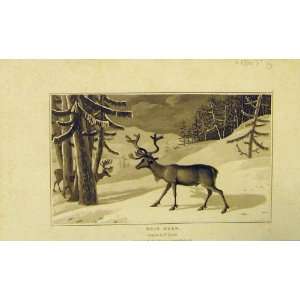  1807 Natural History Animal Reindeer Snow Trees Print 