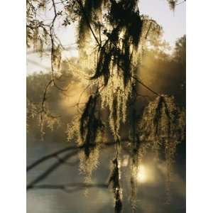  Spanish Moss Hanging from a Tree Branch in Afternoon Light 