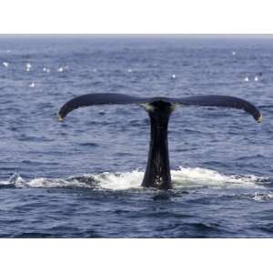  Humpback Whale Swimming in Massachusetts Bay Photographic 