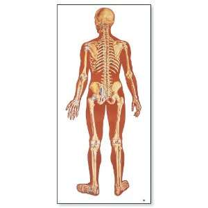 3B Scientific V2002U The Human Skeleton Anatomical Chart, Rear View 