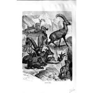  NATURAL HISTORY 1894 ALPINE IBEX ANTLERS MOUNTAINS